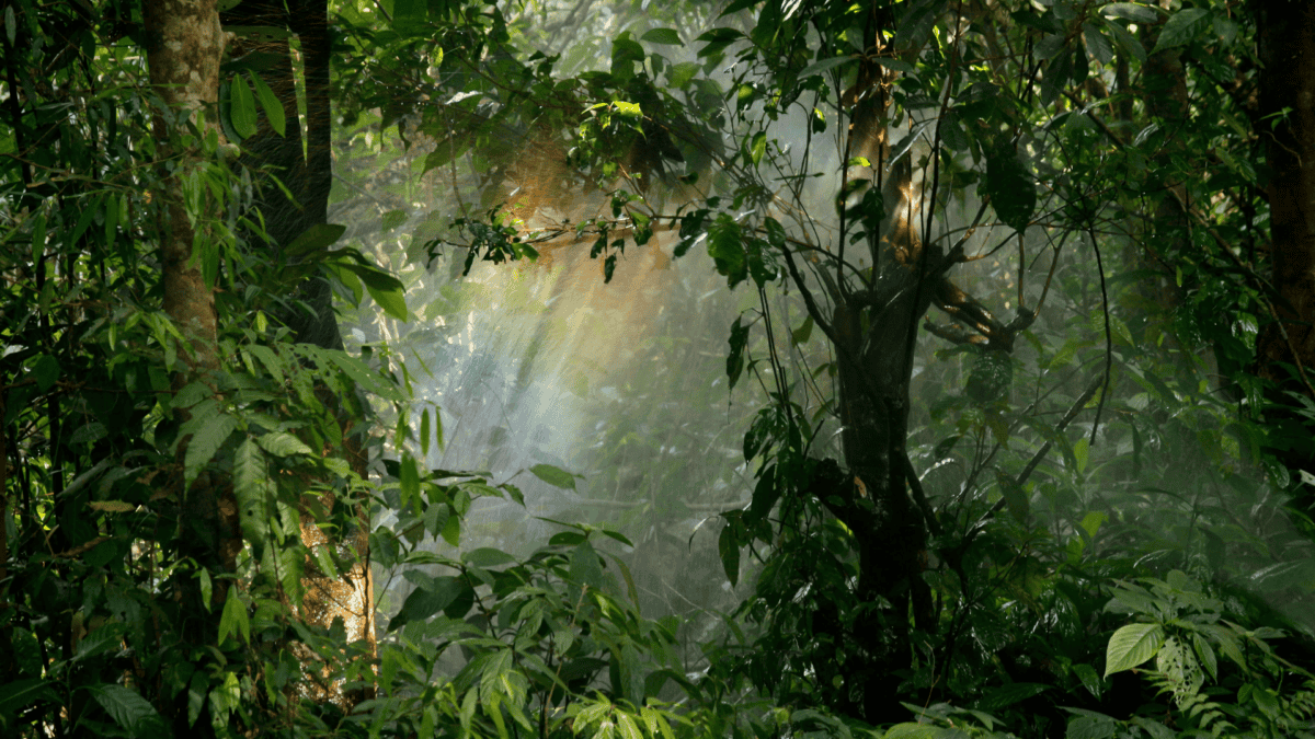 forest with rainbow