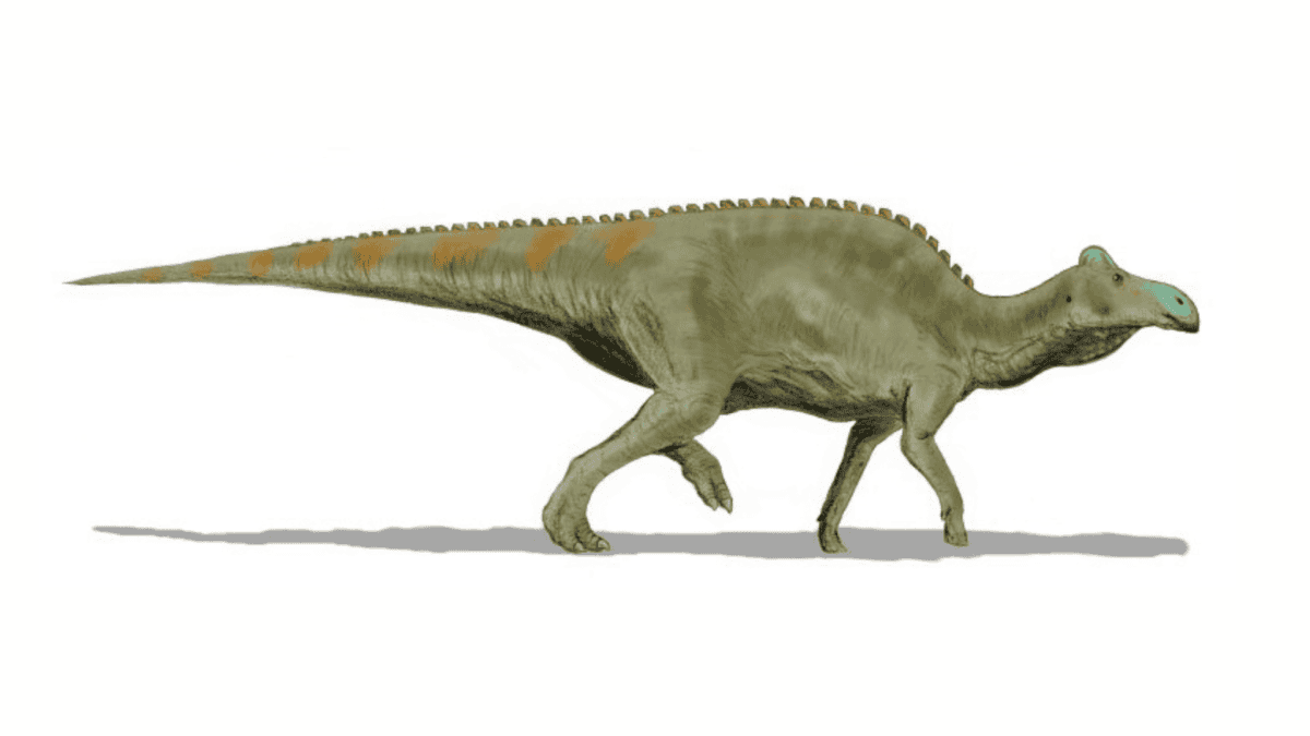 Edmontosaurus regalis, a hadrosaur from the Late Cretaceous of North America, pencil drawing