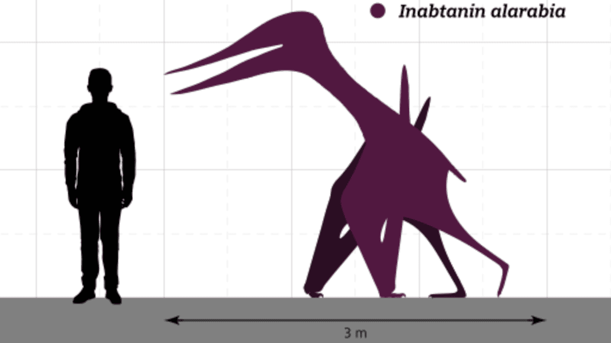 Inabtanin Size Comparison