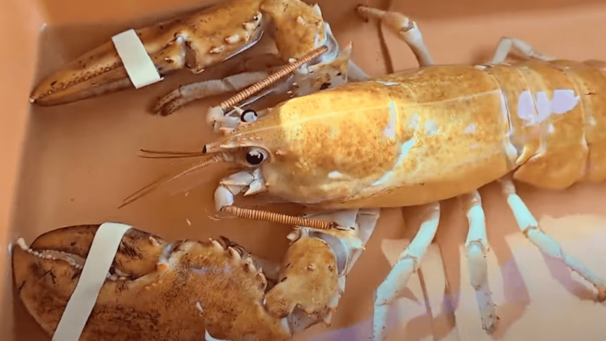 Orange lobster