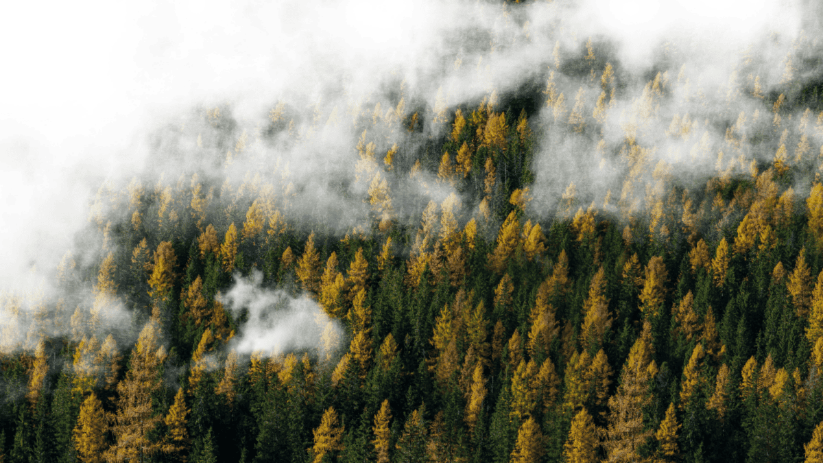 Cloudy forest