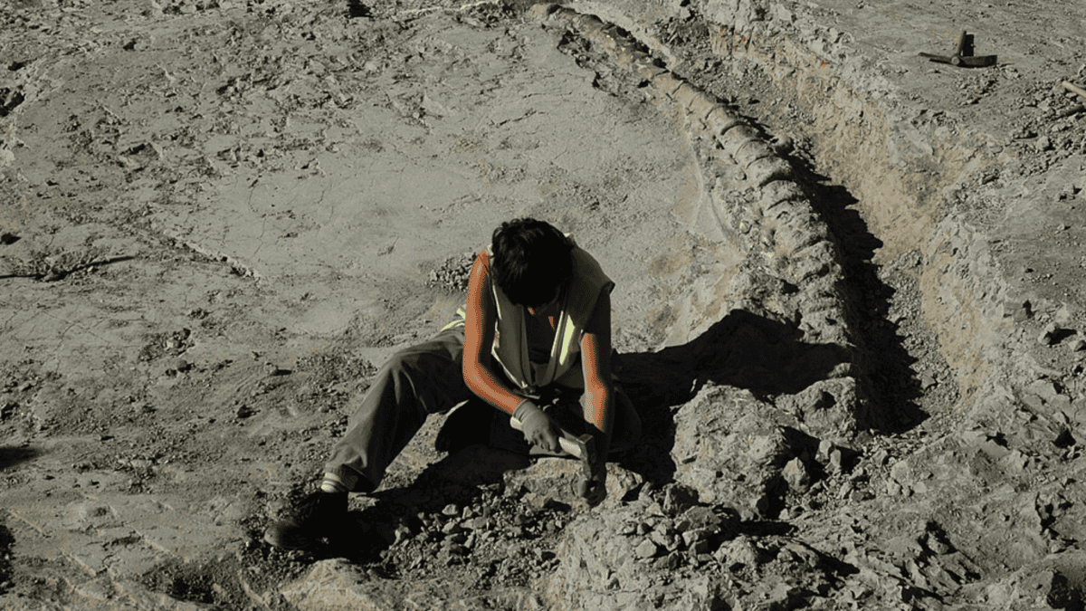 Tail of the skeleton of a sauropod