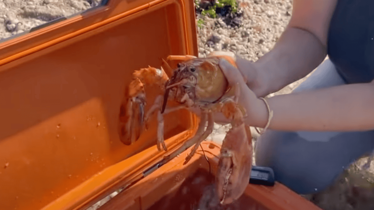 Orange lobster