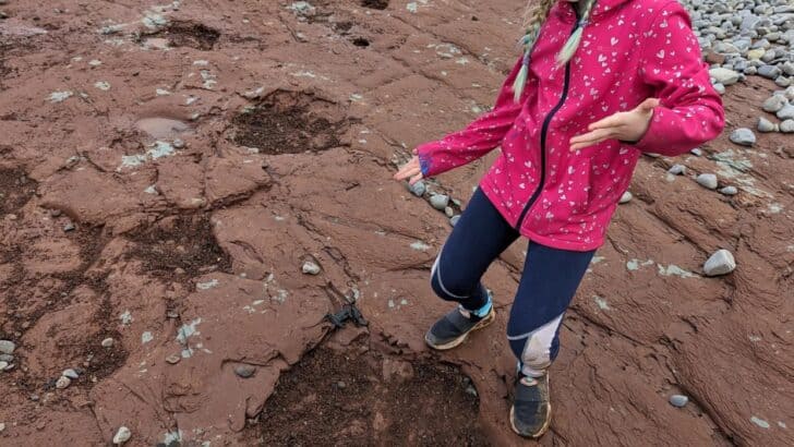 10-Year-Old Discovers 220-Million-Year-Old Dinosaur Tracks on Welsh Beach