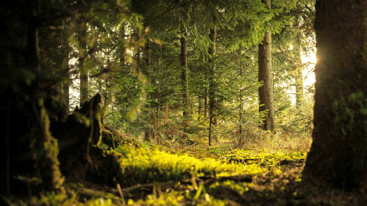 Green leafed trees in forest