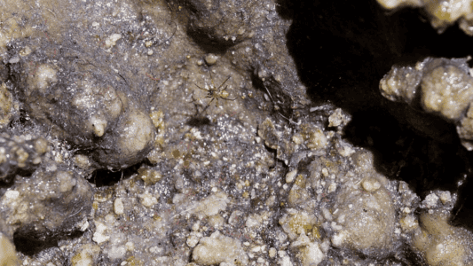 15 Creepiest Creatures Found in Caves