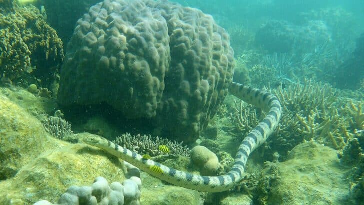 A Study of the Palaeophis Colossaeus &ndash; The Snake Who Made the Oceans Tremble