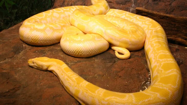Big Cats and Giant Snakes: Should Dangerous Pets Be Legal?