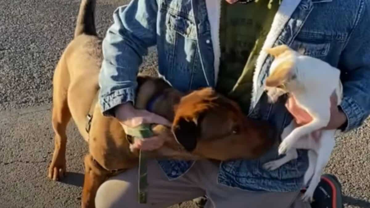 Brutus