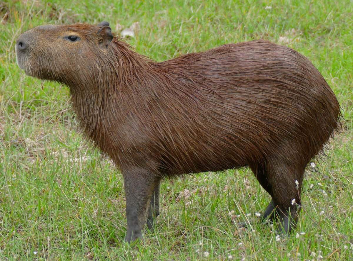 Capybara standing in field
