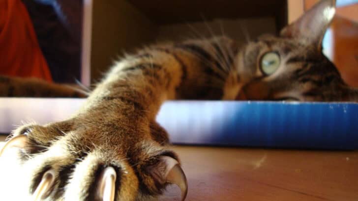 Why Declawing Your Cat Could Do More Harm Than You Think
