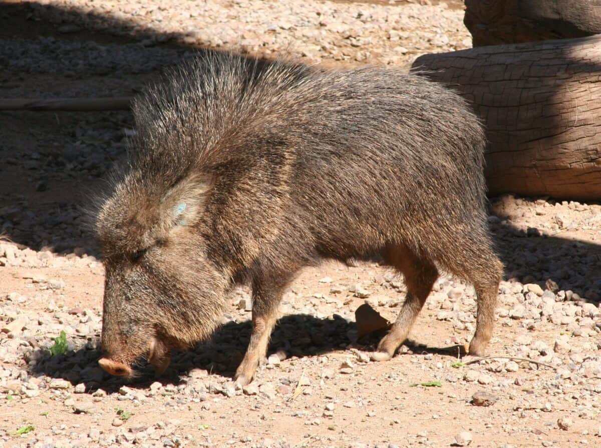 Chacoan Peccary in the wild.