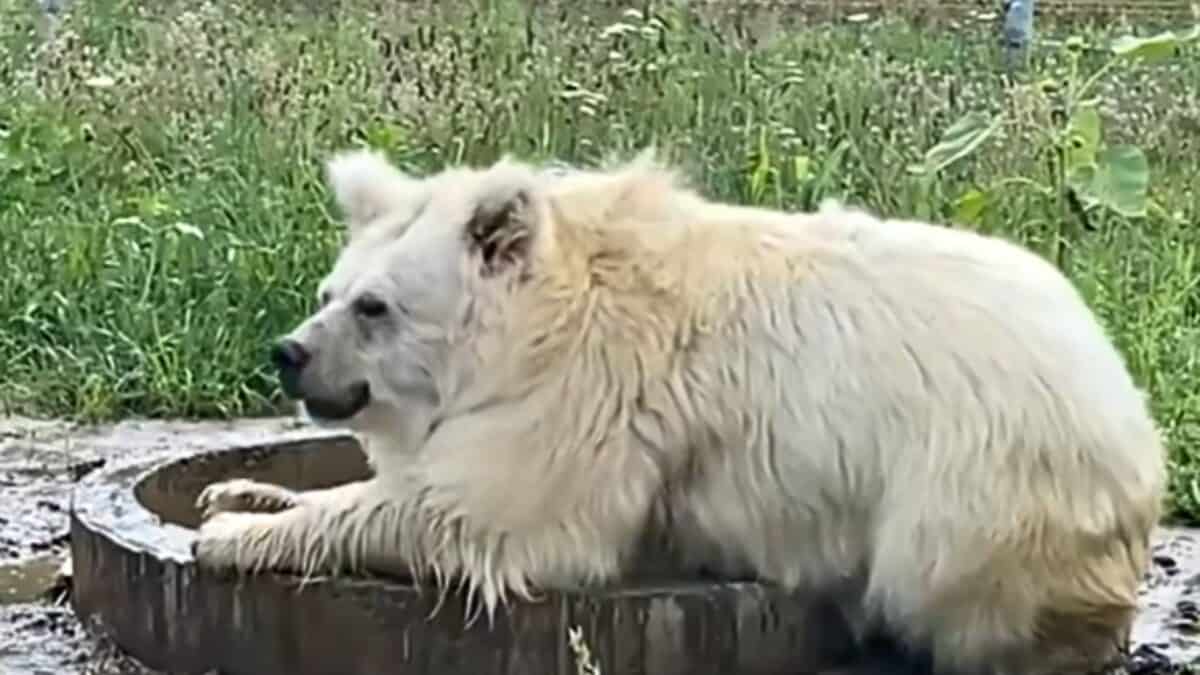 Chada at the sanctuary
