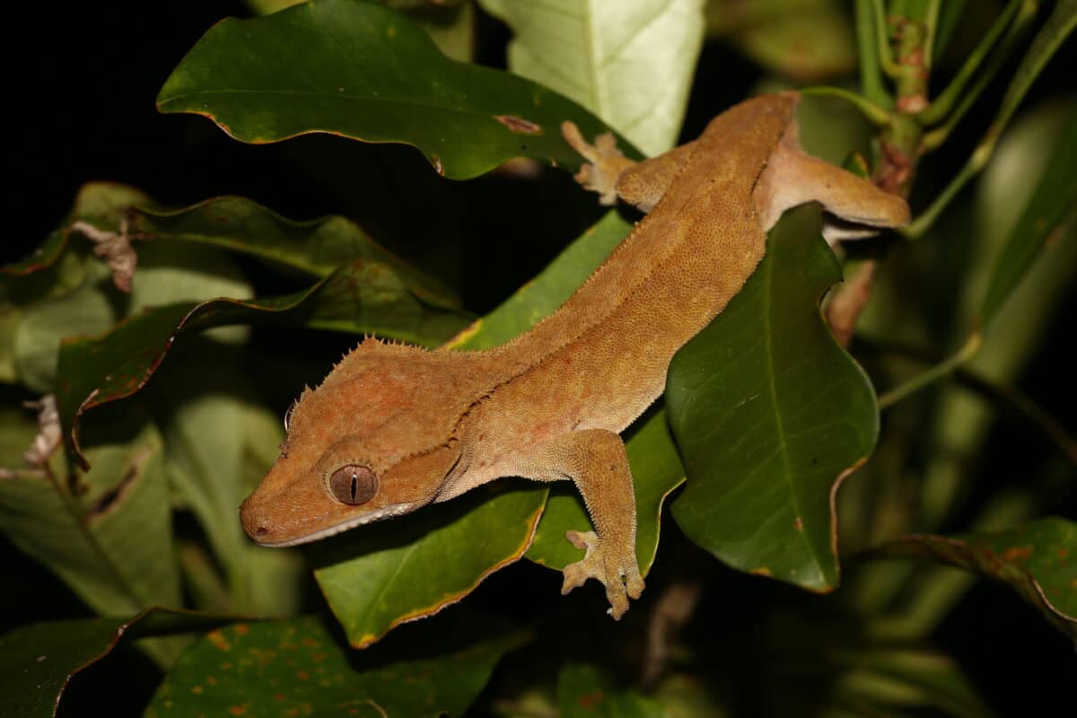 New Caledonian Crested Gecko