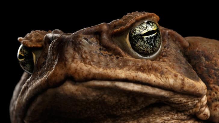 Florida&rsquo;s Poisonous Frogs and What To Do If It All Goes Wrong