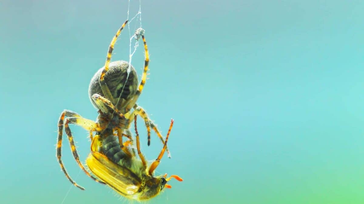 A joro spider. Image by ART11 via Depositphotos.