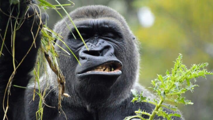 Gorillas in Gabon Found Eating Plants That Combat Drug-Resistant Bacteria