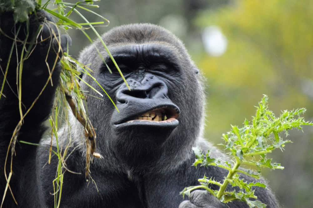 Western lowland Gorilla.