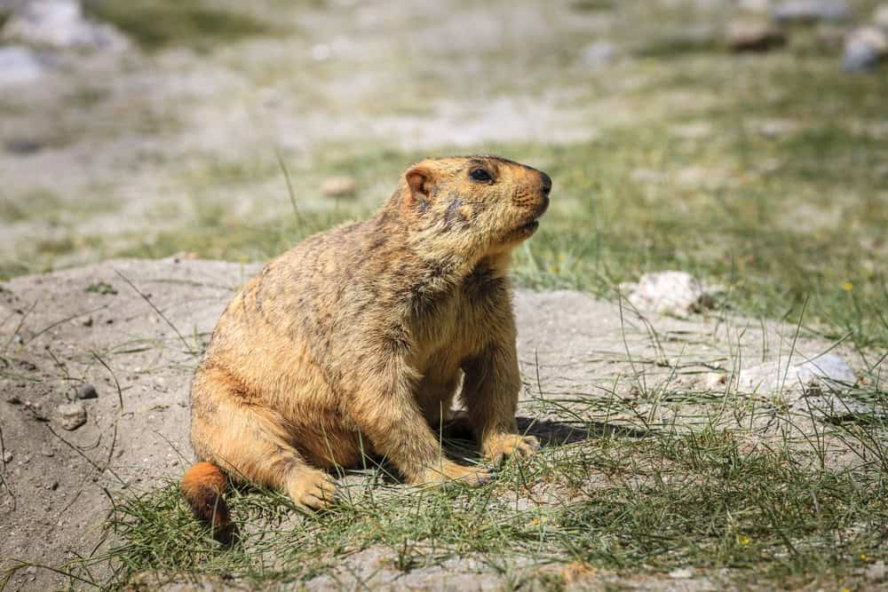 Himalayan marmot in highlands