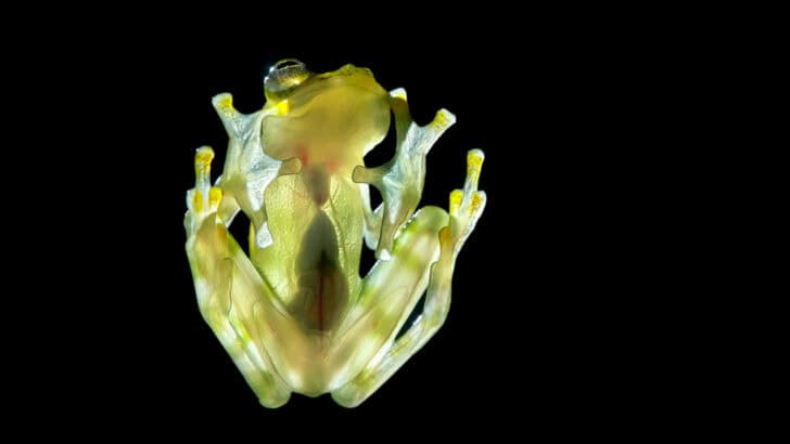 Top 10 Most Bizarre Creatures Found In The Amazon
