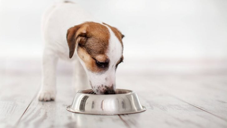 What Makes a Balanced Diet for Your Dog?