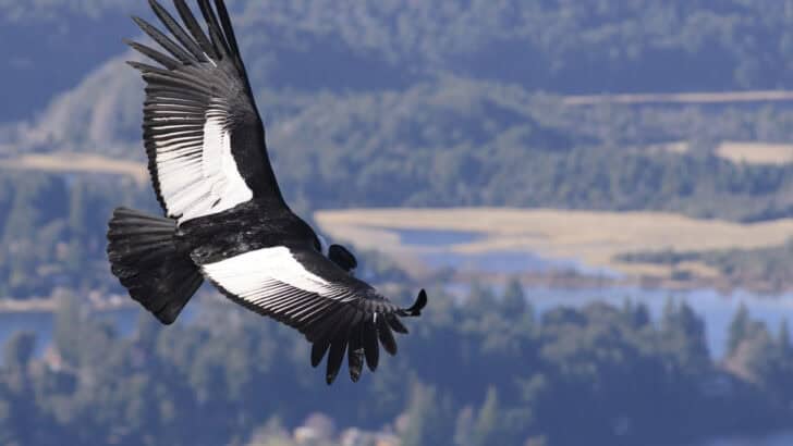 Top 10 Animals and Wildlife in Patagonia