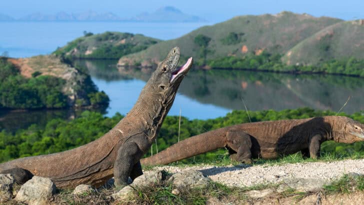 7 Massive Reptiles That Could Rival Godzilla