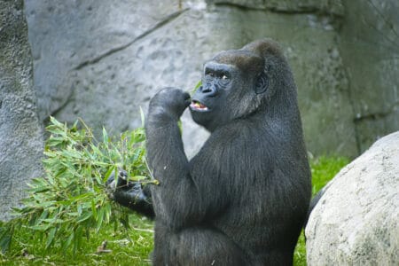 The Incredible Strength of Gorilla’s Will Leave You in Awe