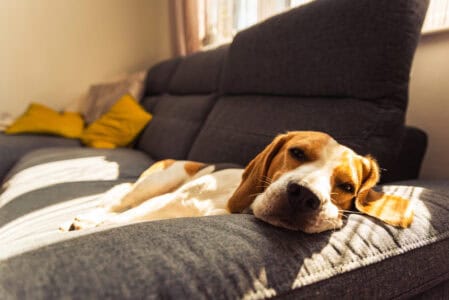 Is Your Dog Feeling Stressed? Here Are 8 Things You Could Be Doing Wrong