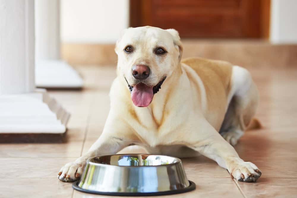 Hungry dog.