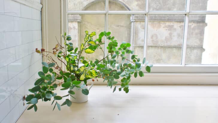Conversations With Plants and All The Secrets They Could Reveal About You