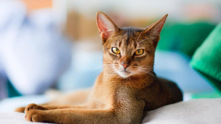 Meet 10 Cat Breeds That Make Great Home Guardians