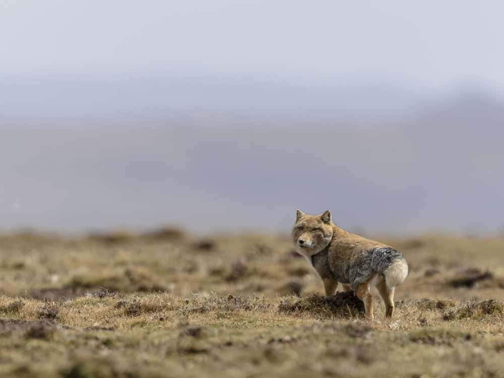 A beautiful shot of a Tibetan Sand Fox in an arid environment