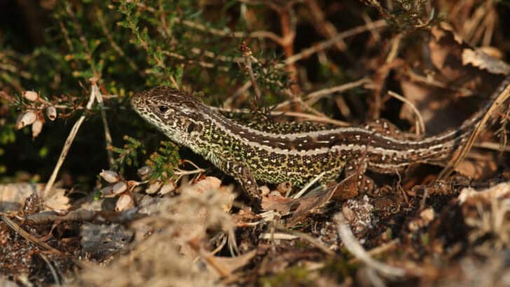 5 Regeneration Masters: Animals That Can Regrow Limbs