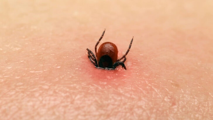 New Tick-borne Virus Discovered in China Affects Your Brain