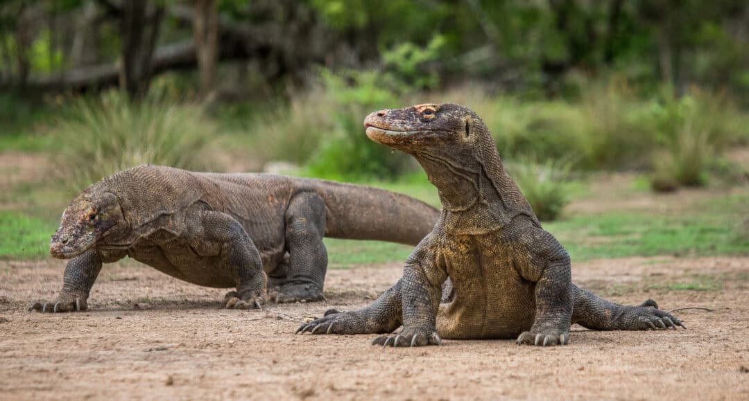 The Largest Komodo Dragon Ever Seen