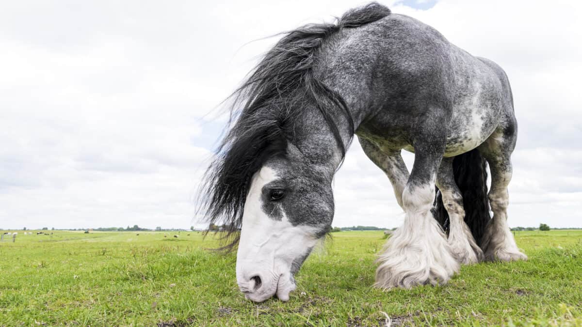 Dutch Draft horse grazing in a meadow in spring.