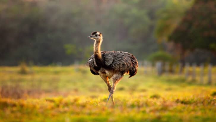 Die 10 Größten Vögel Der Welt www.animalsaroundtheglobe.com