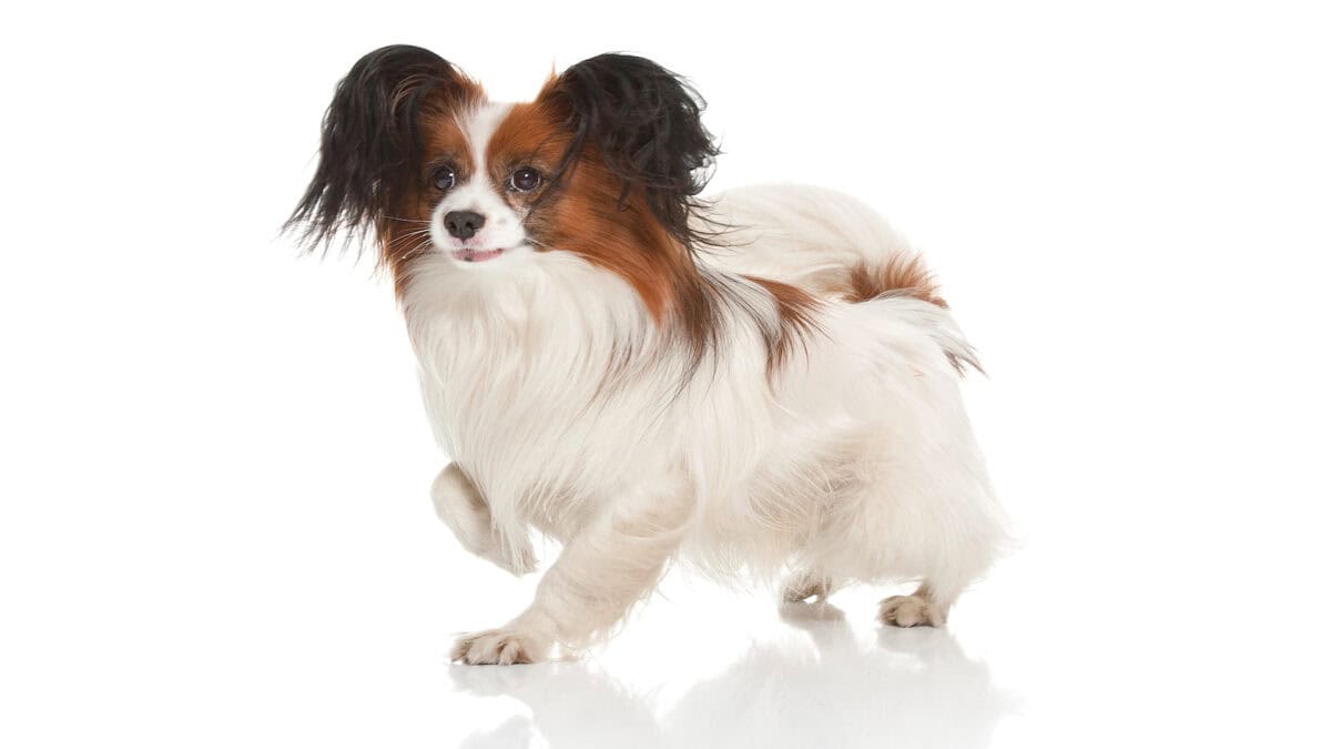 Papillion dog on a white background.
