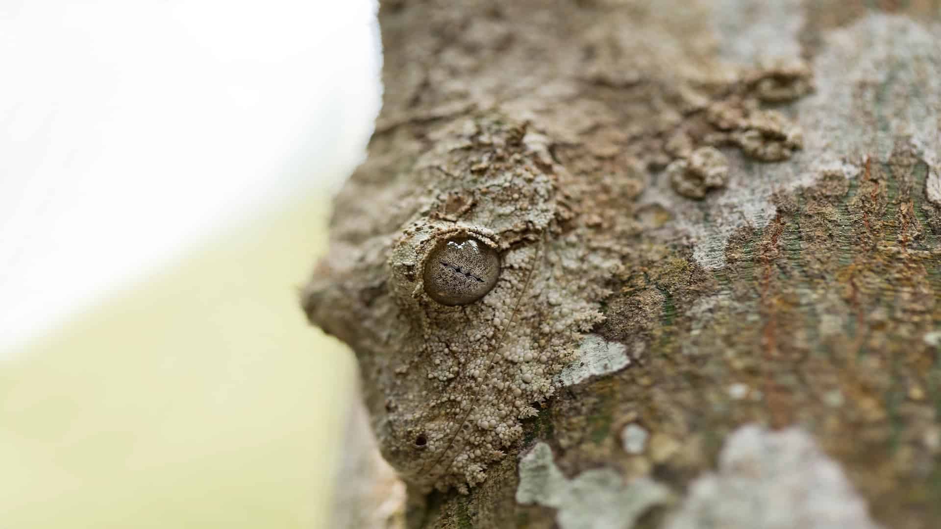 Leaf-tailed gecko camouflaged on a tree trunk.
