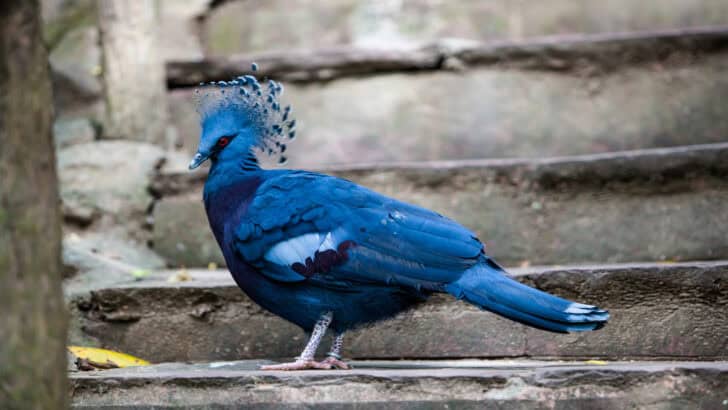The 10 Most Beautiful Birds in the World