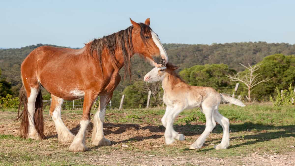 Clydesdale horses are very large and heavy and can pull great weights.