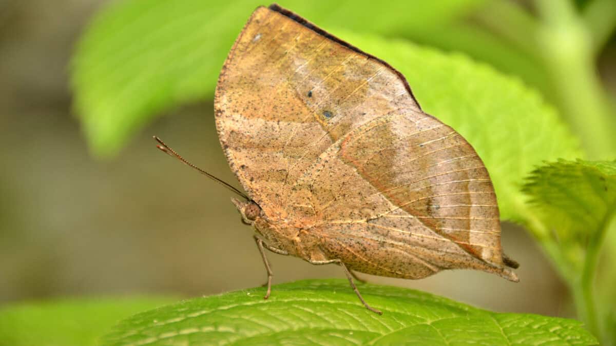 A dead leaf butterfly.