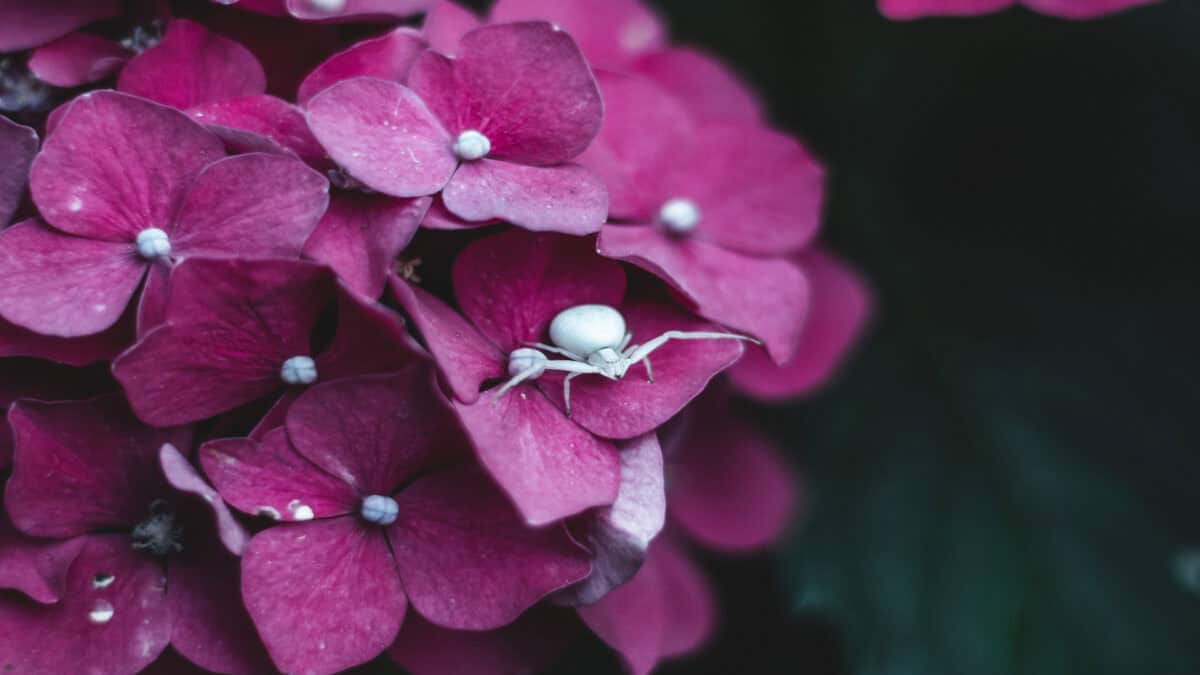 Flower crab spider sitting on a flower.