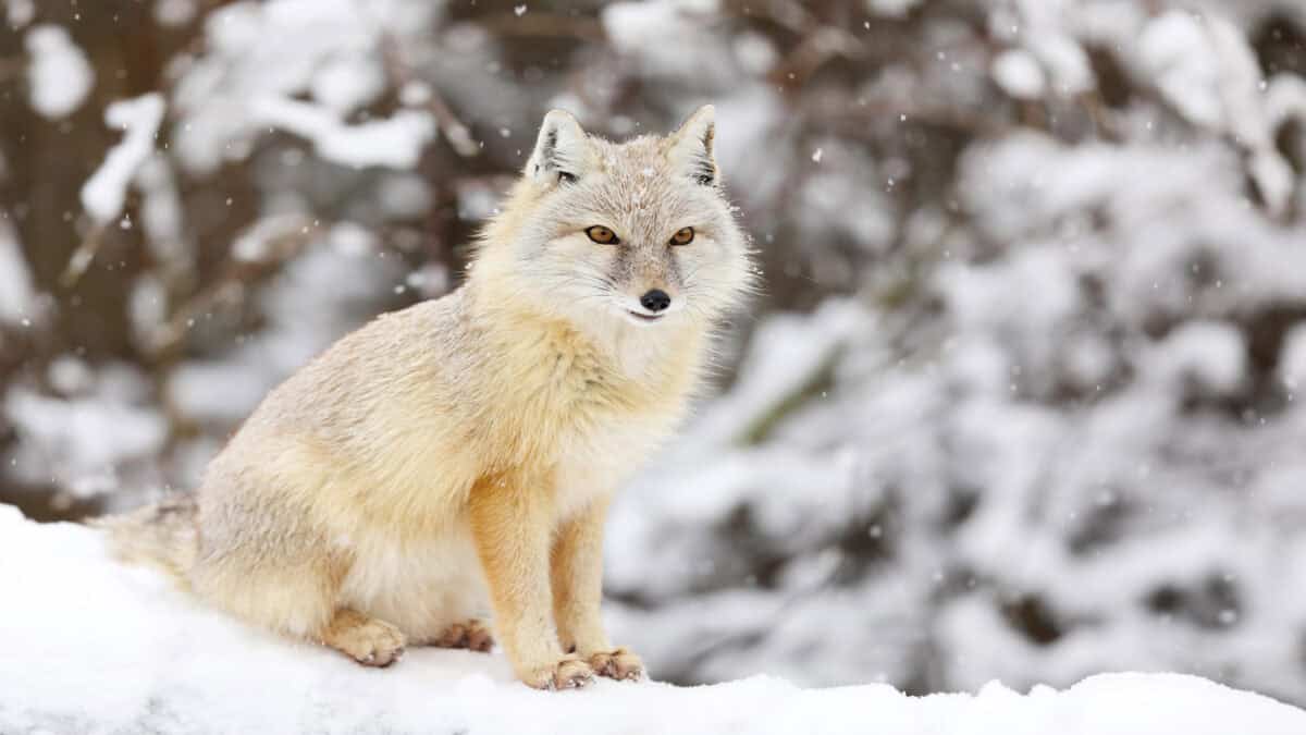 Corsac Fox in the desert in Central Asia.