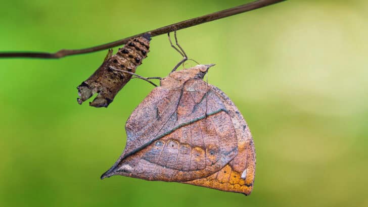 Animals That Use Tricks And Deception To Survive