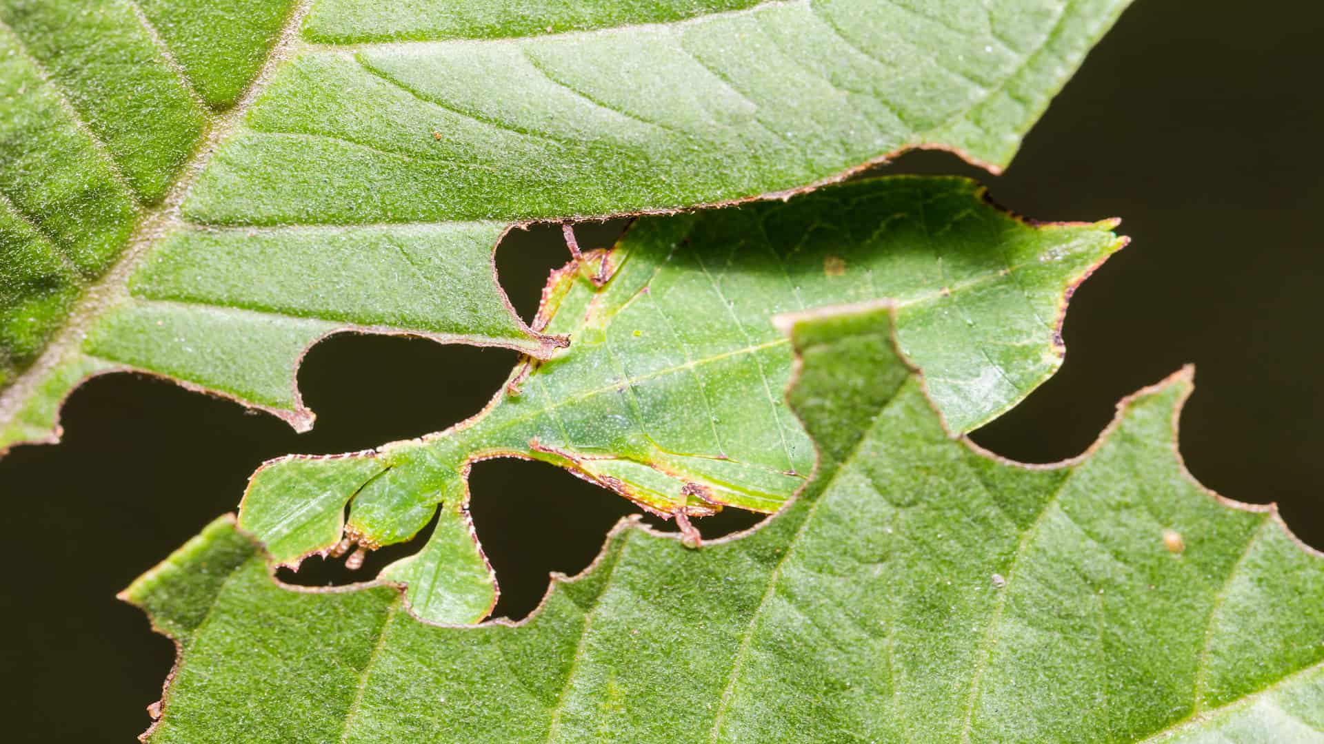 Leaf insect blending in.