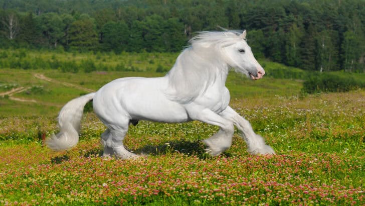 Discover The 10 Largest & Most Beautiful Horse Breeds
