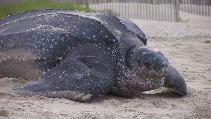 A 100-Year-Old Sea Turtle Washes Up in Oregon&mdash;And It&rsquo;s Still Alive