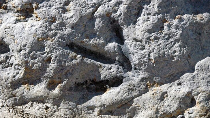 60 Million Year Old Mysterious Birdlike Tracks Found In Lesotho, Africa